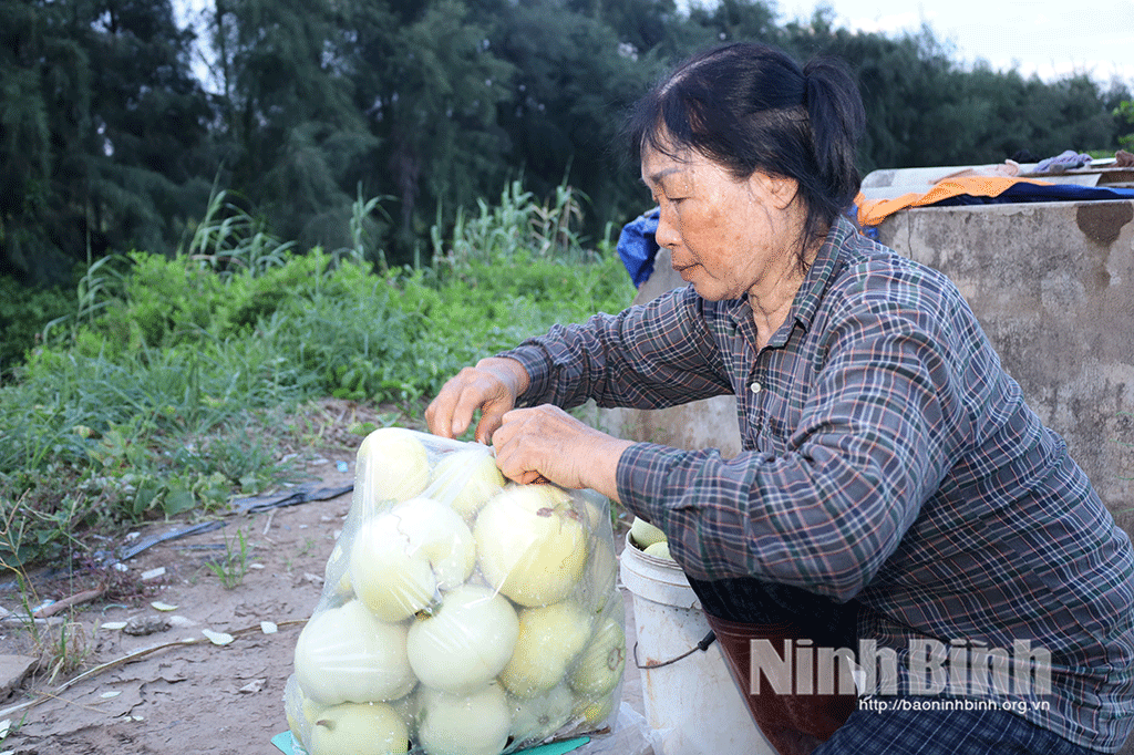 Dưa lê sau khi thu hoạch được bà Trịnh Thị Liễu đóng gói để vận chuyển đi tiêu thụ.