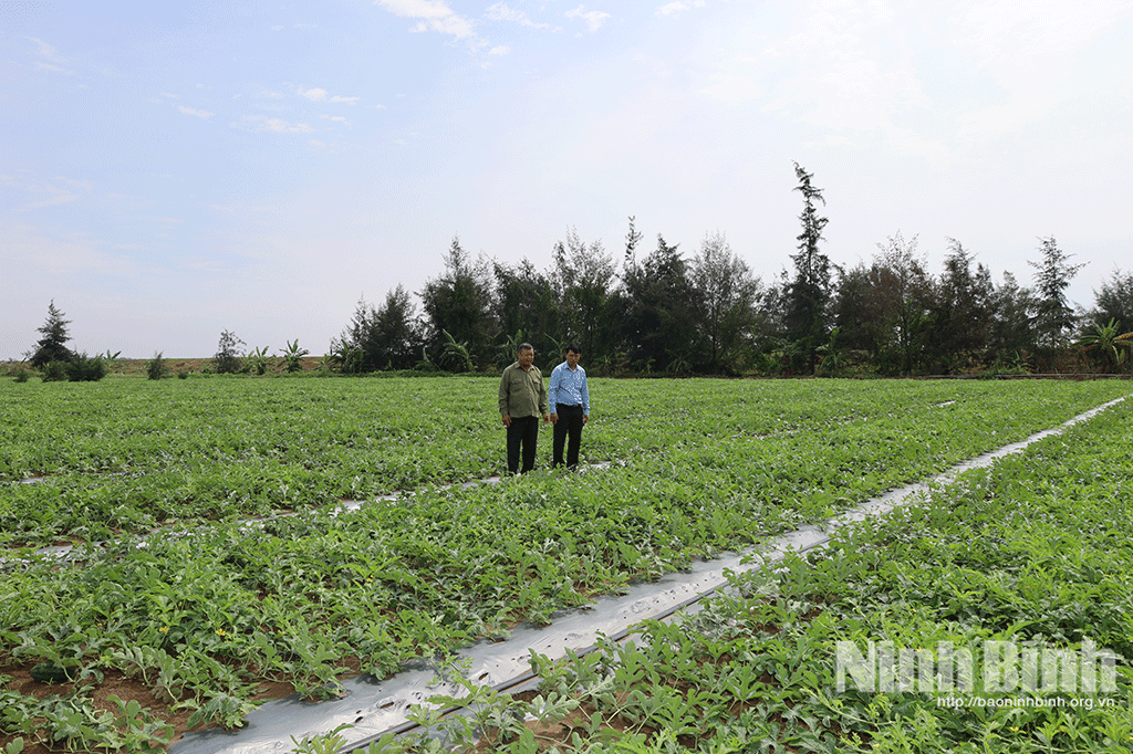 Ông Trần Văn Thụ (bên trái) ở xóm 5, xã Kim Đông sản xuất dưa hấu với diện tích lớn.