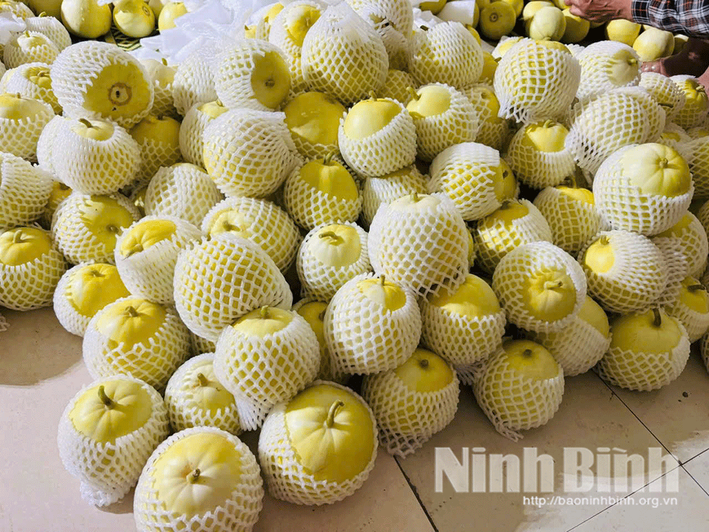 Các địa phương trong tỉnh nỗ lực xây dựng thương hiệu sản phẩm dưa lê.