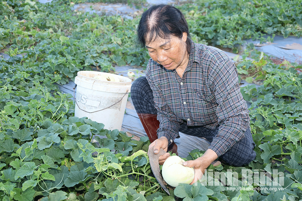 Bà Trịnh Thị Liễu (xóm 3, xã Rạng Đông) thu hoạch dưa lê.