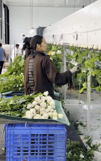 Hệ thống phân loại và đóng gói của một công ty hoa tại Vân Nam. Ảnh: Sixth Tone.
